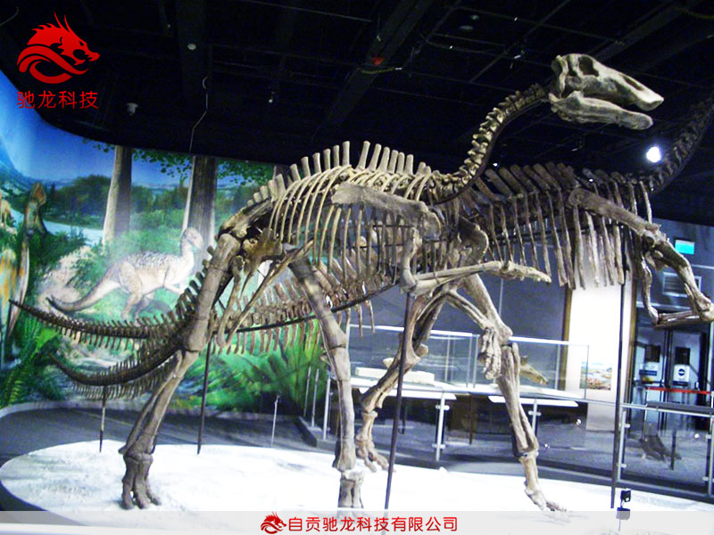 仿真恐龍骨架-鴨嘴龍始祖巴克龍模型