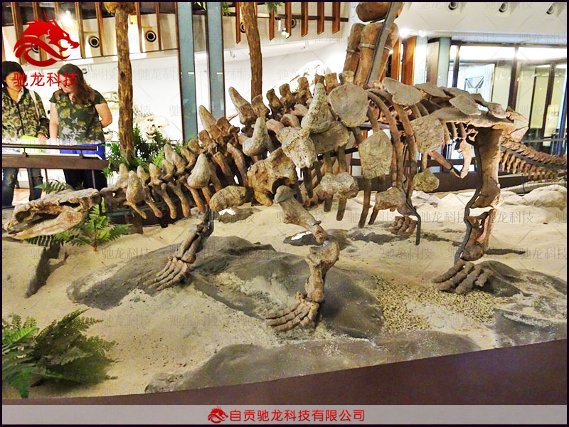 仿真恐龍骨架-河南中原龍模型Zhongyuansaurus