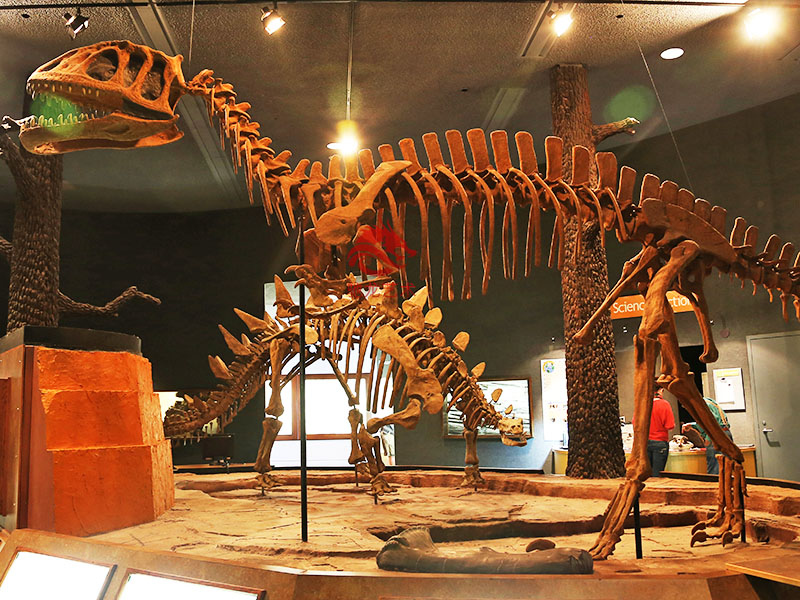 仿真恐龍化石-永川龍骨架Yangchuanosaurus