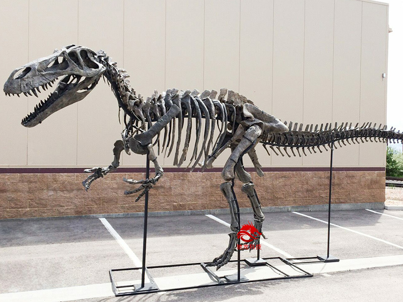 恐龍制作公司定制蠻龍Torvosaurus骨架