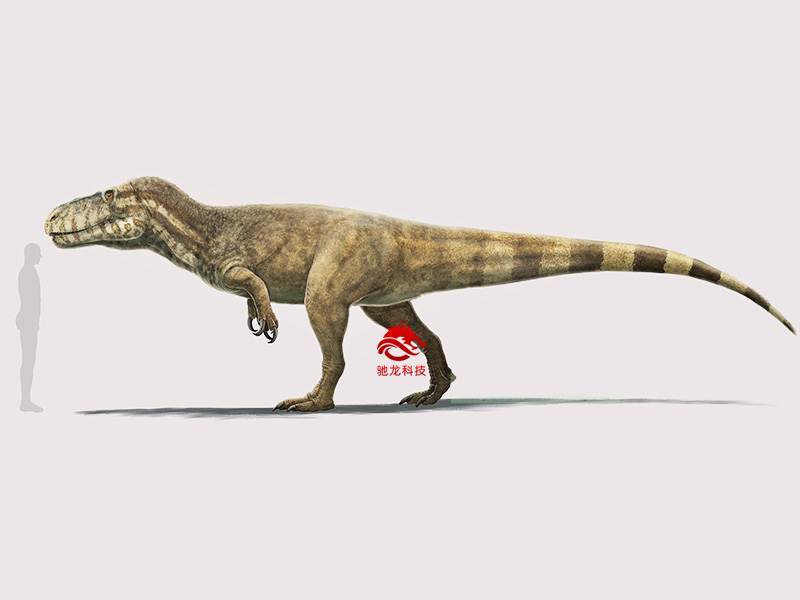 恐龍制作公司定制蠻龍Torvosaurus骨架(圖4)