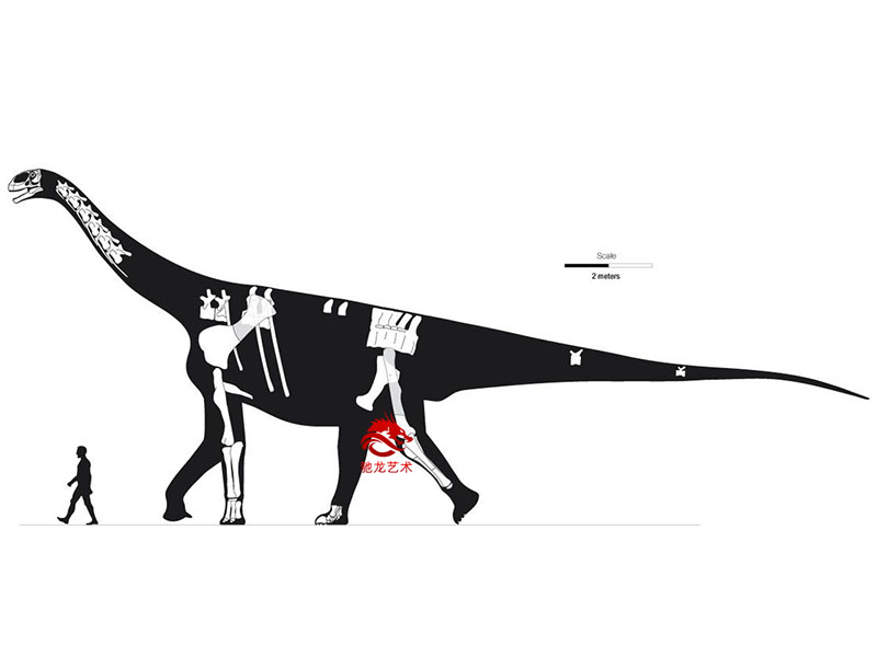 恐龍模型廠家定做大型圖里亞龍Turiasaurus(圖3)