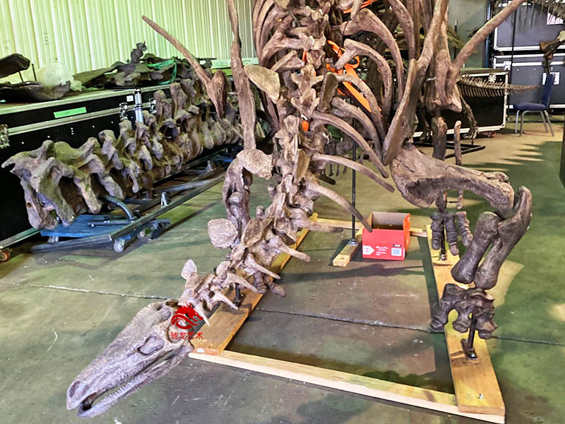 仿真恐龍骨架-沱江龍化石模型